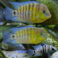 Blue Eyed Cichlid