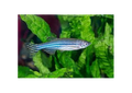 Zebra Danio (Danio Rerio)