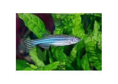 Zebra Danio (Danio Rerio)
