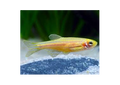 Golden Danio (Danio Rerio)