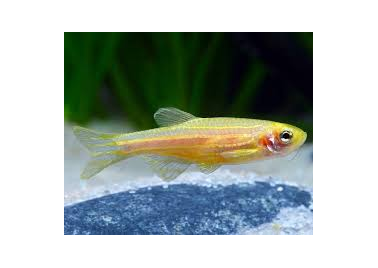 Golden Danio (Danio Rerio)