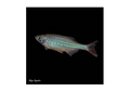 Pearl Danio (Brachydanio Albolineatus)