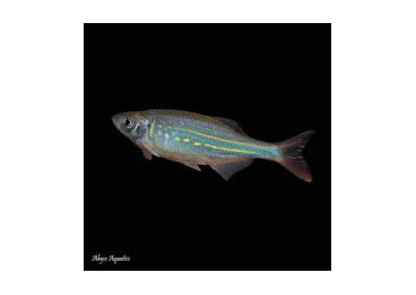 Pearl Danio (Brachydanio Albolineatus)