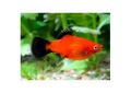 Red Wagtail Platy