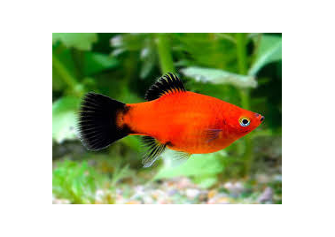Red Wagtail Platy