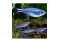 Blue King Tetra (Boehlkea Fredcochui)