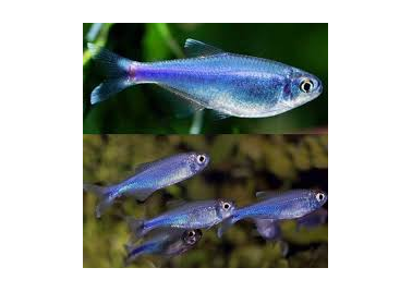 Blue King Tetra (Boehlkea Fredcochui)