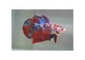 Gaint Galaxy koi Betta
