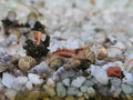 Red shrimp