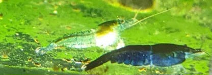 Shrimp Blue