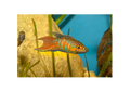 Paradise Fish