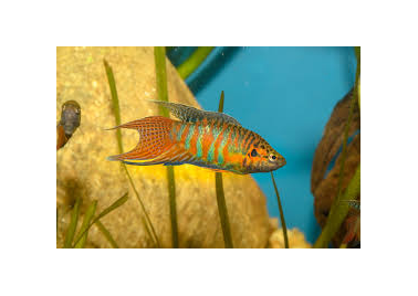 Paradise Fish