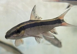 Flying Fox Siamese (SAE) (Crossocheilus oblongus)