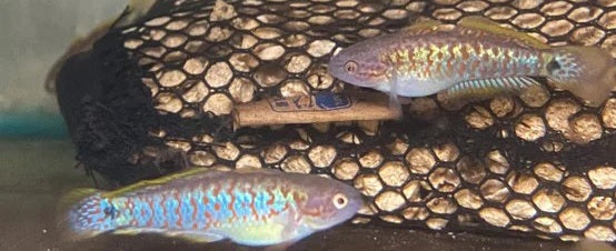 Peacock Gudgeon