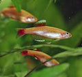 White Cloud Minnow Gold