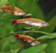 White Cloud Minnow Gold