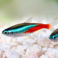 Neon Tetra (Paracheirodon innesi)