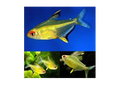 Lemon Tetra (Hyphessobrycon Pulchripinnis)