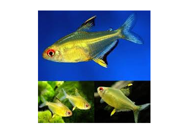 Lemon Tetra (Hyphessobrycon Pulchripinnis)