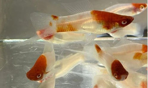 KOHAKU KOI SWORDTAIL (RED/WHITE/RED) (Xiphophorus helleri)