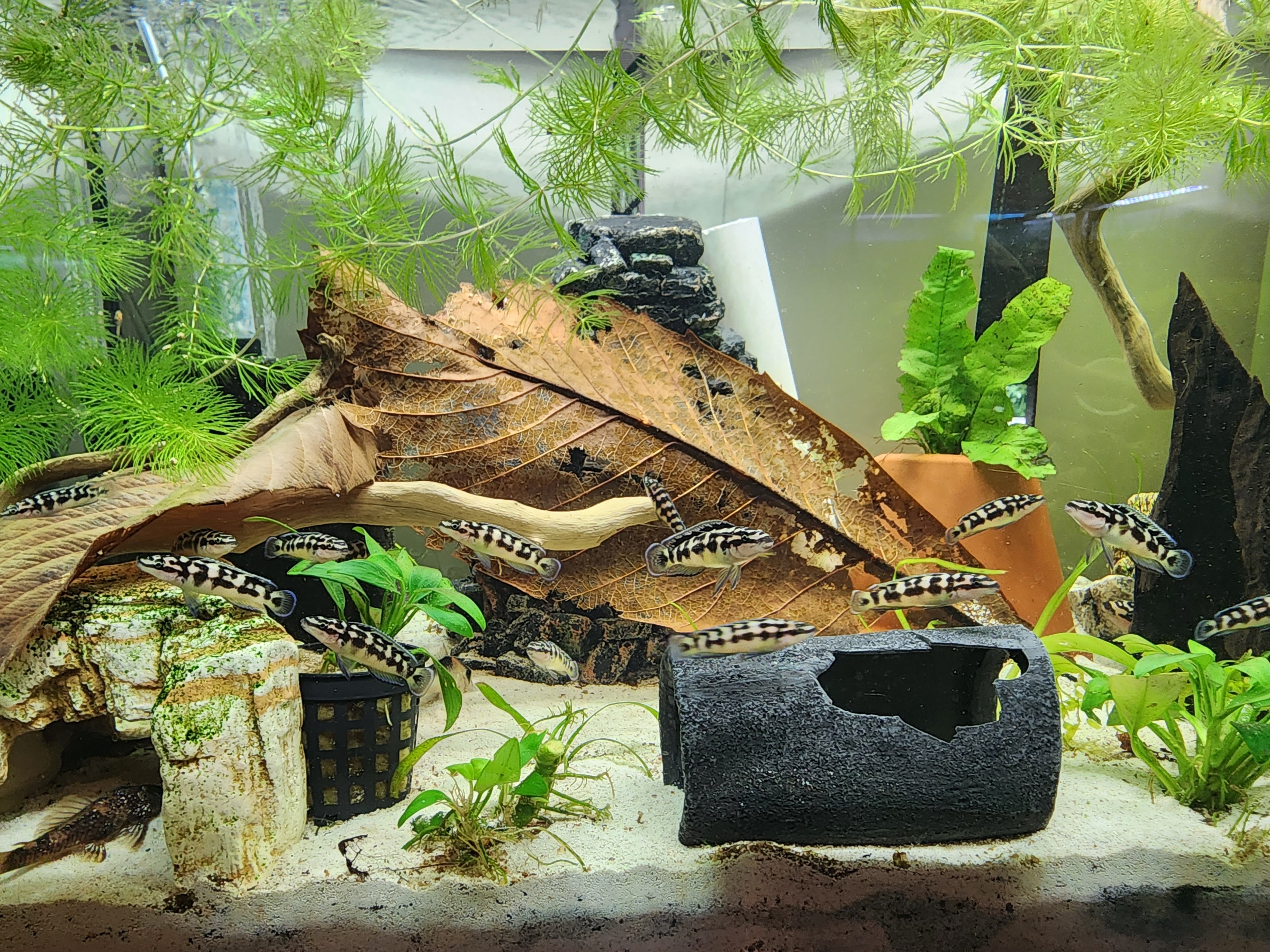 Masked julie (Juliedichromis marlieri)