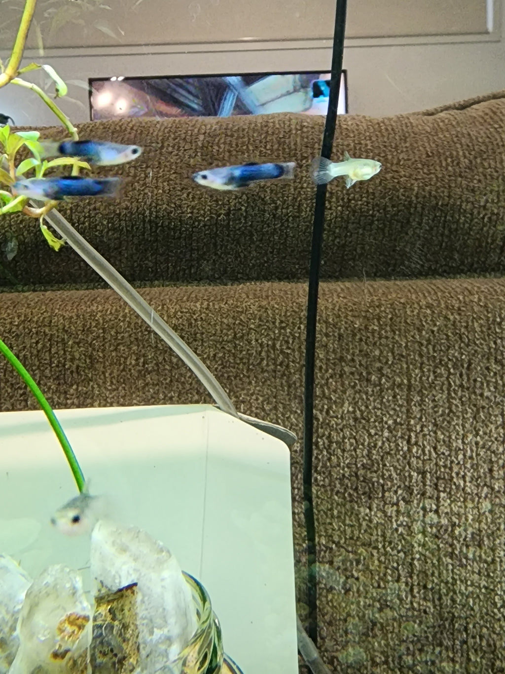 Dwarf Panda guppy (Poecilia reticulata) pairs only