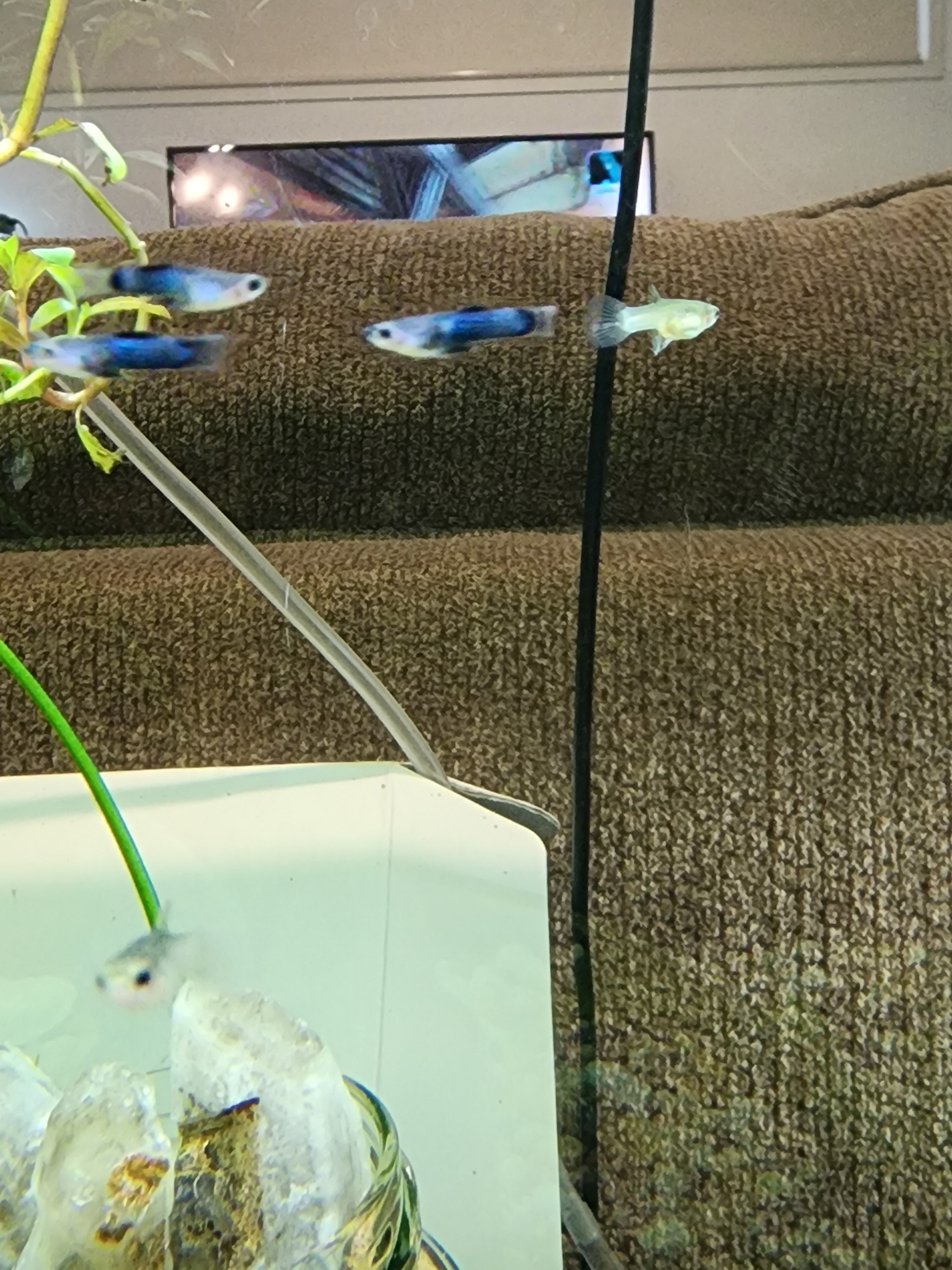 Dwarf Panda guppy (Poecilia reticulata) pairs only