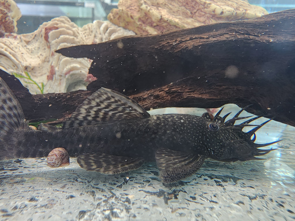 Common Bristlenose