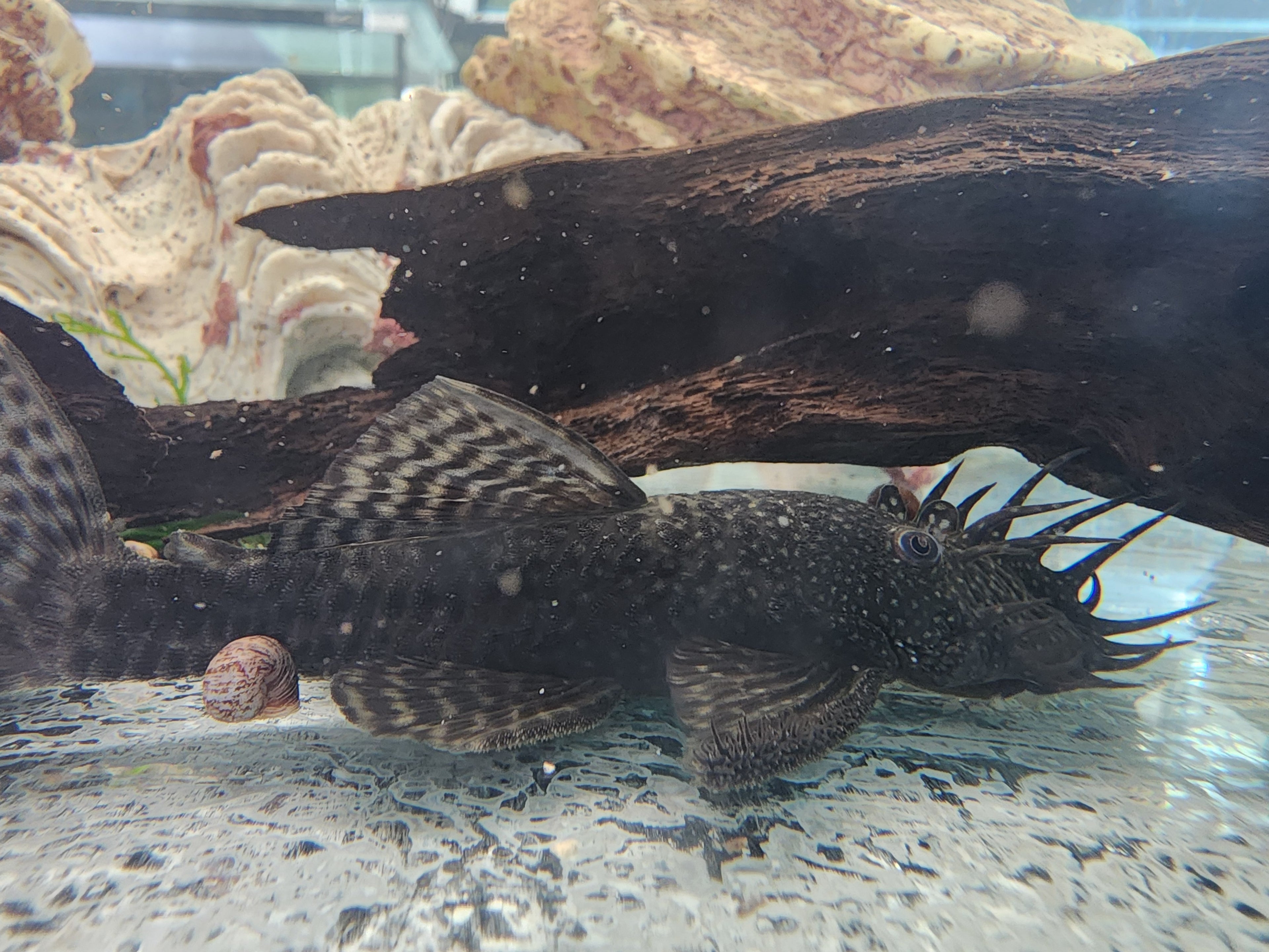 Common Bristlenose