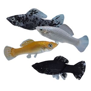 Lyretail Molly (Poecilia latipinna)