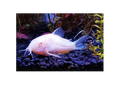 Albino Corydora