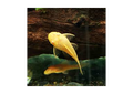 Albino Bristlenose