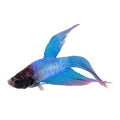 BETTA MALE CAMBODIAN (Betta splendens)