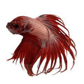 BETTA MALE CROWNTAIL CAMBODIAN (Betta splendens)