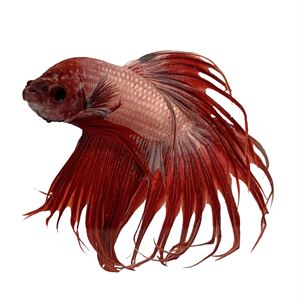 BETTA MALE CROWNTAIL CAMBODIAN (Betta splendens)