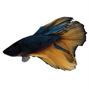 BETTA MALE HALFMOON MUSTARD GAS (Betta splendens