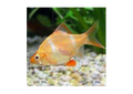 Golden Barb (Puntius semifasciolatus)
