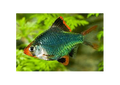 Barb Moss Tiger (Puntius tetrazona)