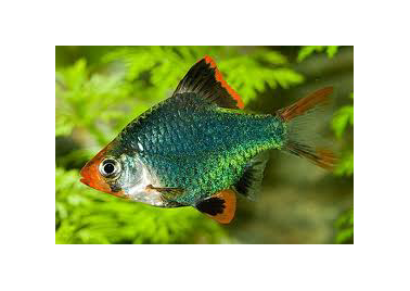 Barb Moss Tiger (Puntius tetrazona)