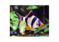 Tiger Barb (Puntius Tetrazona)
