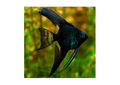 Dark Angel