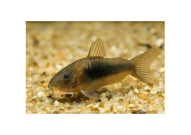 Bronze Corydora