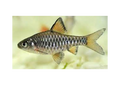 Checkered Barb (Oliotius Oligolepis)