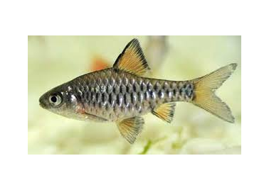 Checkered Barb (Oliotius Oligolepis)