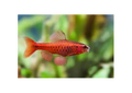 Cherry Barb (Puntius Titteya)