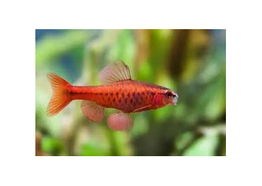 Cherry Barb (Puntius Titteya)