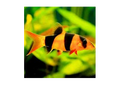 Clown Loach (Chromobotia macracanthus)