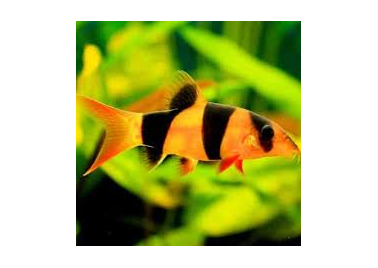 Clown Loach (Chromobotia macracanthus)