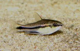 Pygmaeus Corydoras