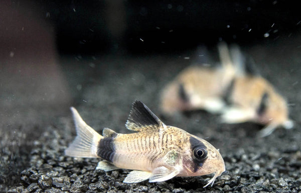 Panda Corydoras